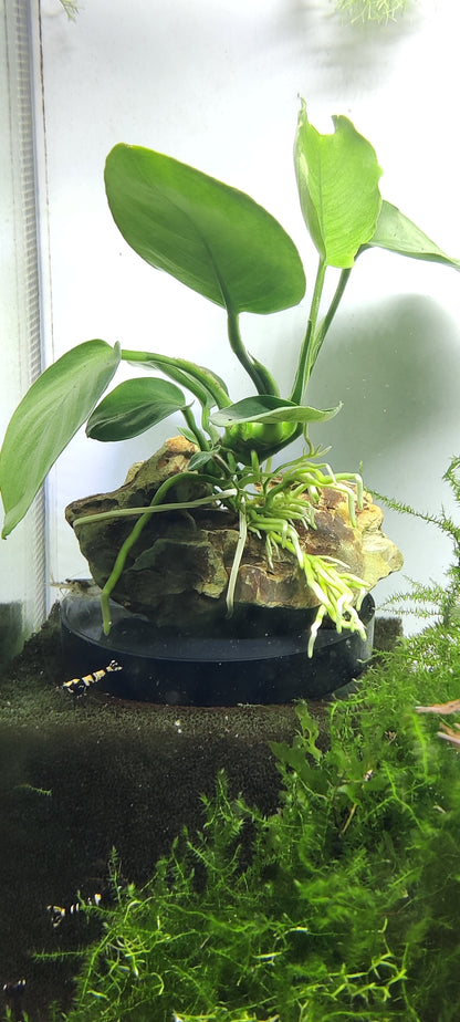 Drachenstein mit Anubias
