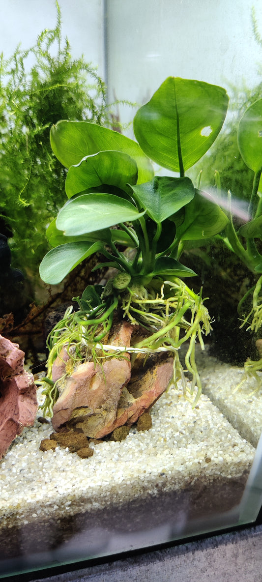 Drachenstein mit Anubias
