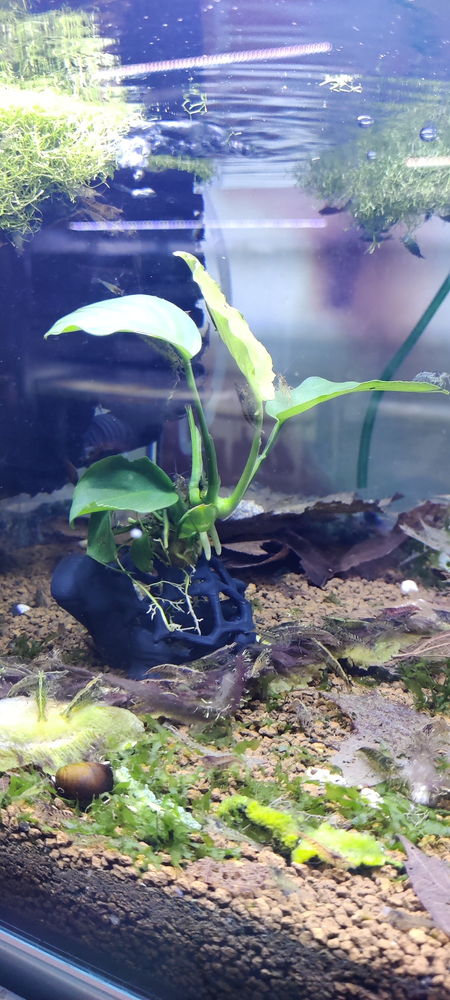 Moosschildkröte mit Anubias