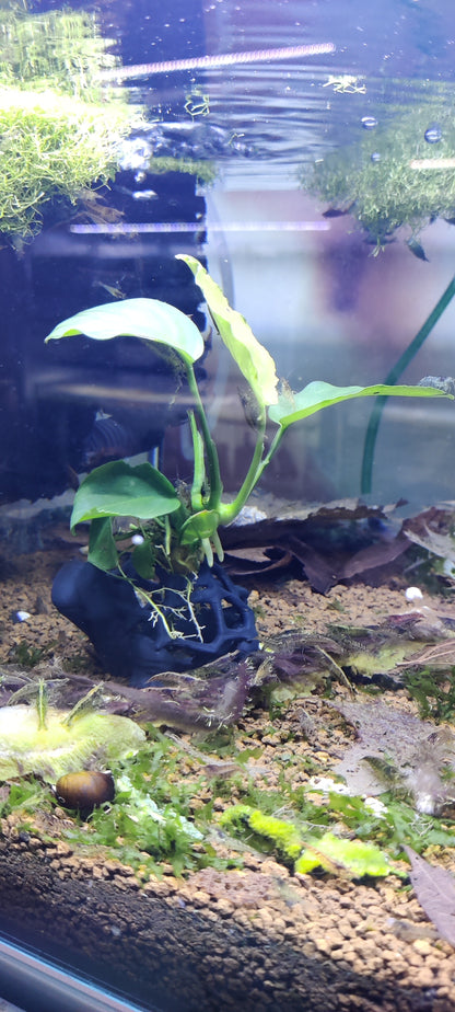Moosschildkröte mit Anubias
