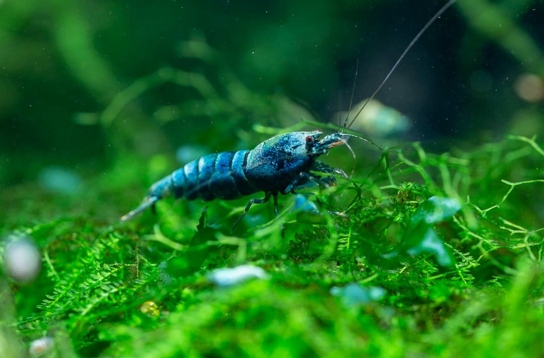 Blue Bolt Garnele - Caridina - 5 Stück