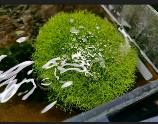 Süßwassertang – Lomariopsis lineata