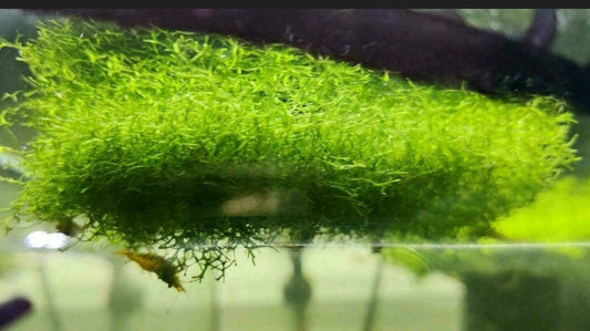 Süßwassertang – Lomariopsis lineata