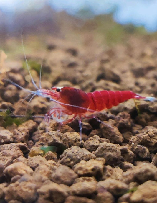 Extreme Red King Kong Garnele - Caridina spec. - Taiwan Bee