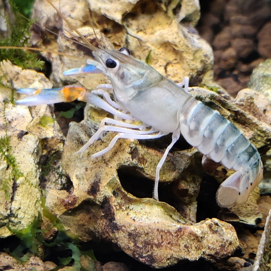 Flusskrebs Cherax Peacock - Cherax sp.