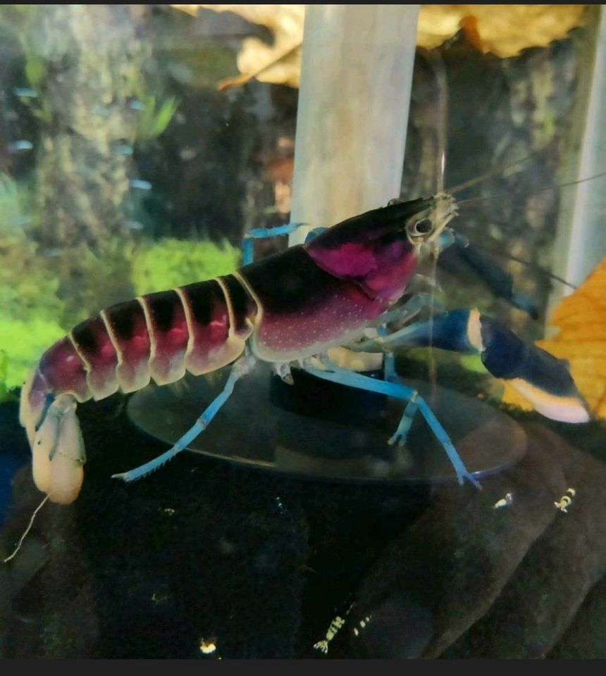10 Babys Blau/Rosa Krebs - Cherax Pulcher