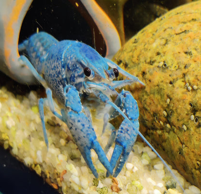 Blauer Floridakrebs - Procambarus alleni