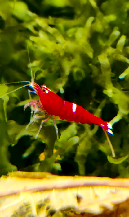 Taiwan Bee - verschiedene Varianten - rot