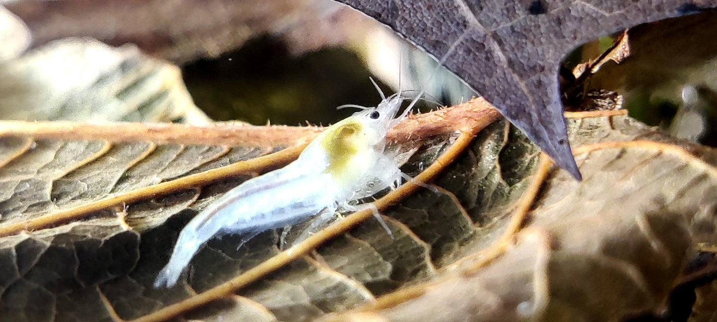 White Pearl Garnelen - Neocaridina