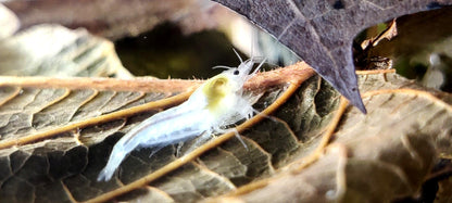 Bunter Garnelenmix - Ideal für Einsteiger - Neocaridina (Bloody Mary,Yellow Fire,Red Rili, White Pearl,Blue Rili,)