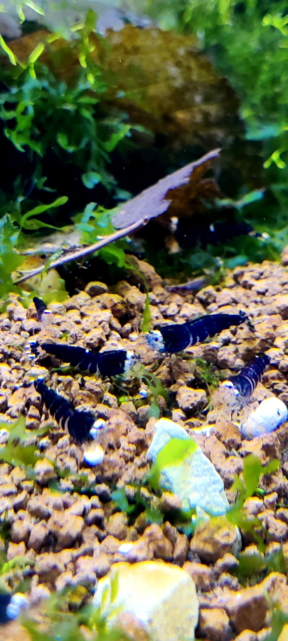 Super Crystal Black Garnelen - Caridina logemanni