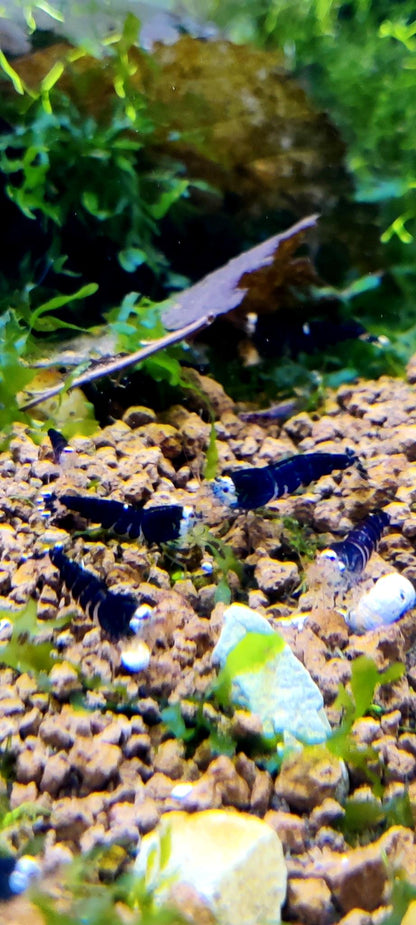 Super Crystal Black Garnelen - Caridina logemanni