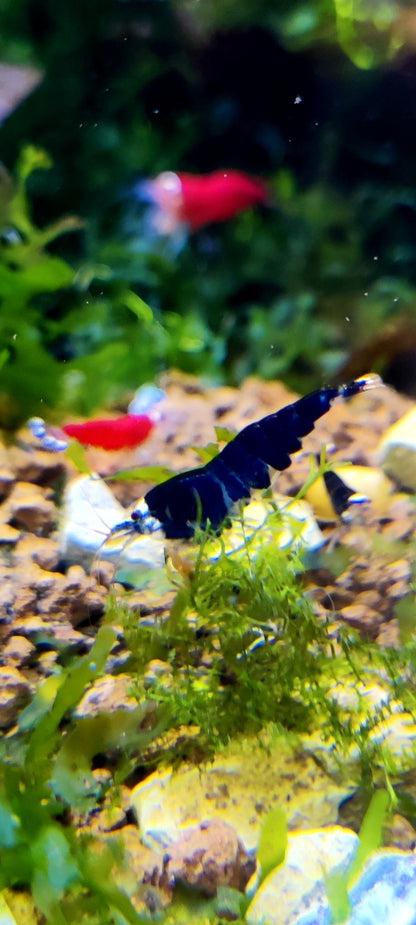 Super Crystal Black Garnelen - Caridina logemanni