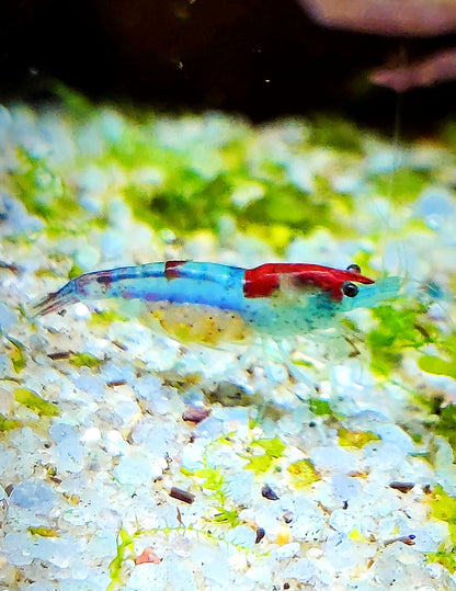 Bunter Garnelenmix - Ideal für Einsteiger - Neocaridina (Bloody Mary,Yellow Fire,Red Rili, White Pearl,Blue Rili,)