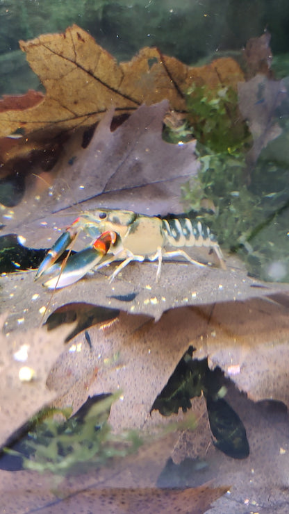 Flusskrebs Cherax Peacock - Cherax sp.