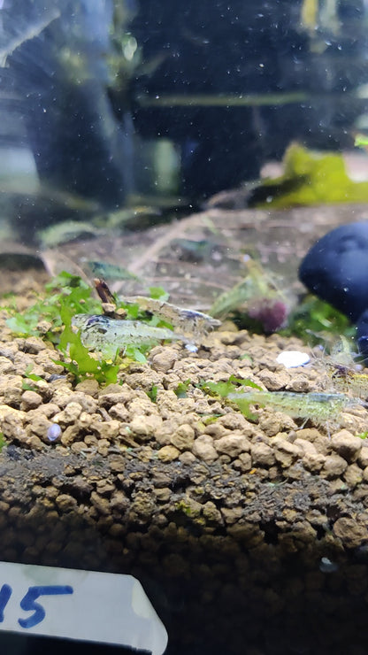 Sulawesi Inlandsgarnelen - Algenfresser - Caridina pareparensis parvidentata