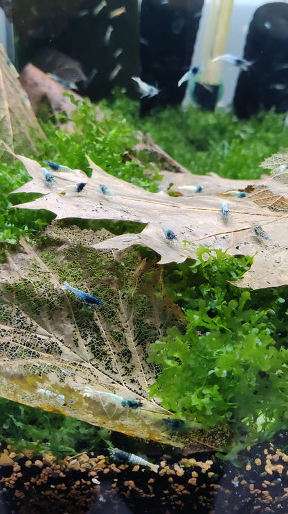 Crazy Blue - Caridina