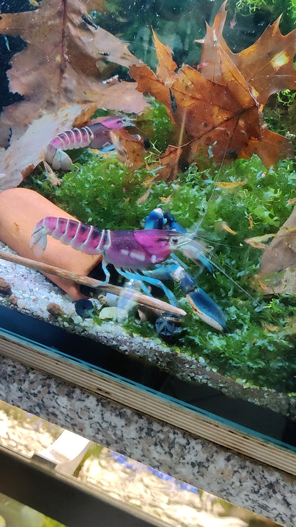 Blau/Rosa Krebs - Cherax Pulcher