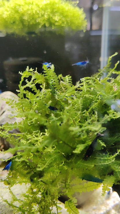 Blue Dream Orange Eyes (OE) Garnelen - Neocaridina