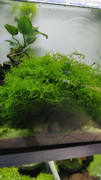Weeping Moos - Vesicularia ferriei