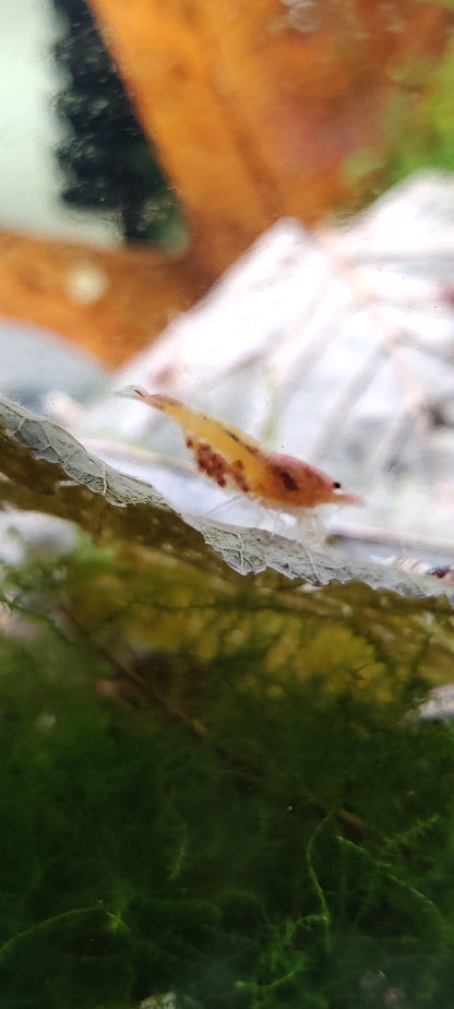 Red Bolt Garnelen - Caridina - 5 Stück