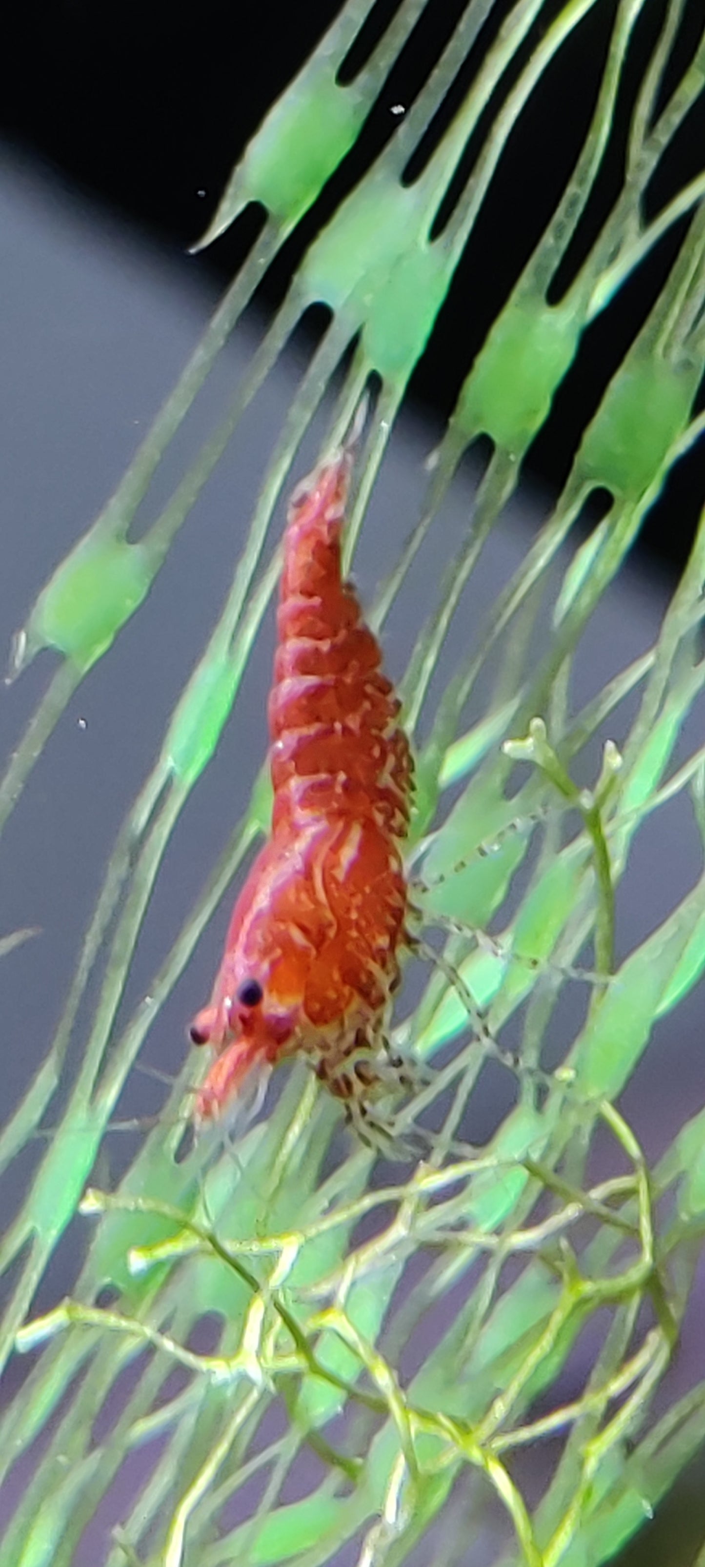 Red Fire Garnele (Neocaridina davidi)