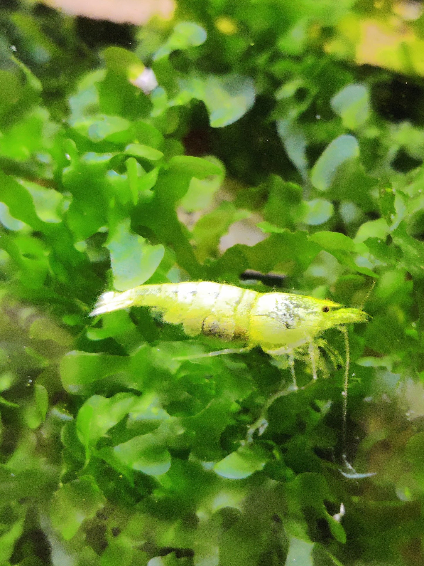Tragende Golden Bee Garnelen (Caridina logemanni)