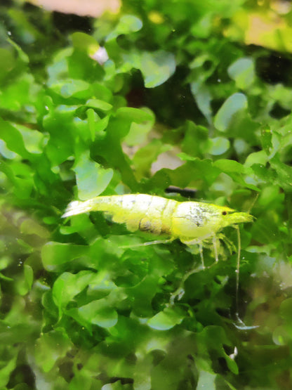 Tragende Golden Bee Garnelen (Caridina logemanni)