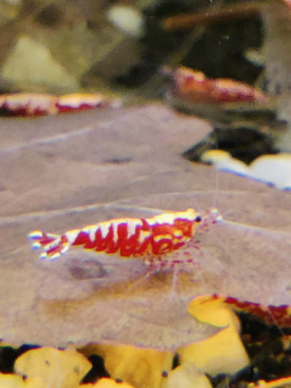 Red Pinto Galaxy Mix