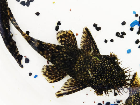 Brauner Antennenwels (Ancistrus sp.)XXL