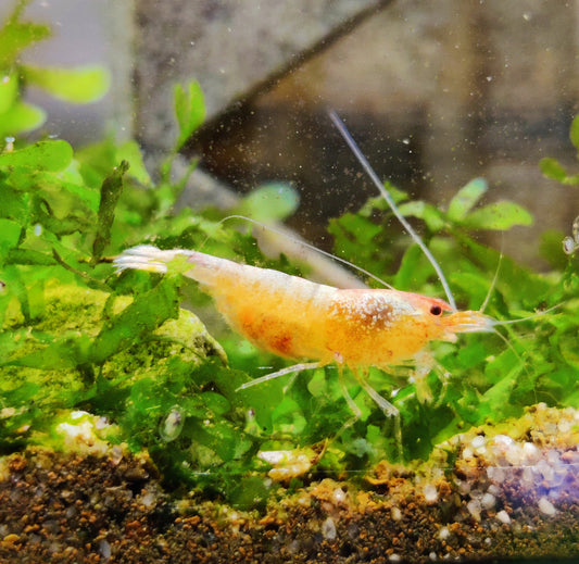 Mandarin Bee Garnelen - Caridina - Garnelenglück Eigenzucht