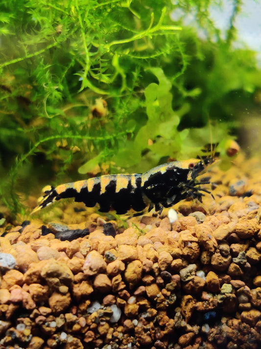 Pinto Galaxy Fischbone – Auffällige Caridina mit besonderer Zeichnung