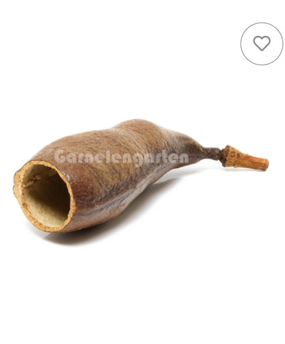 Coubaril Schote