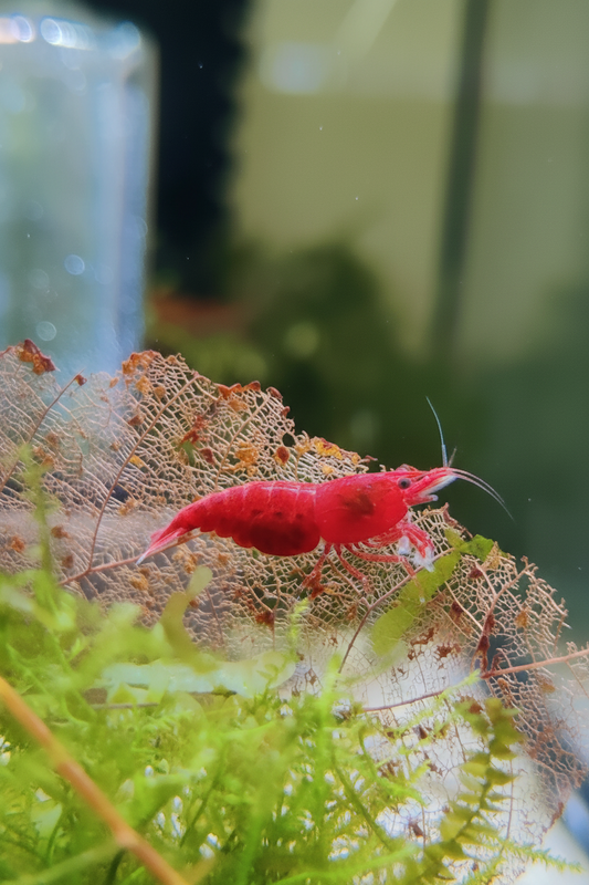 Tragende Red Fire Cherry Garnele (Neocaridina davidi)