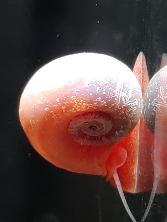 Rosa Pinke Posthornschnecke (Planorbella duryi)