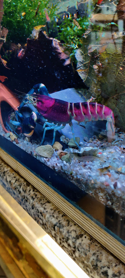 Blau/Rosa Krebs - Cherax Pulcher