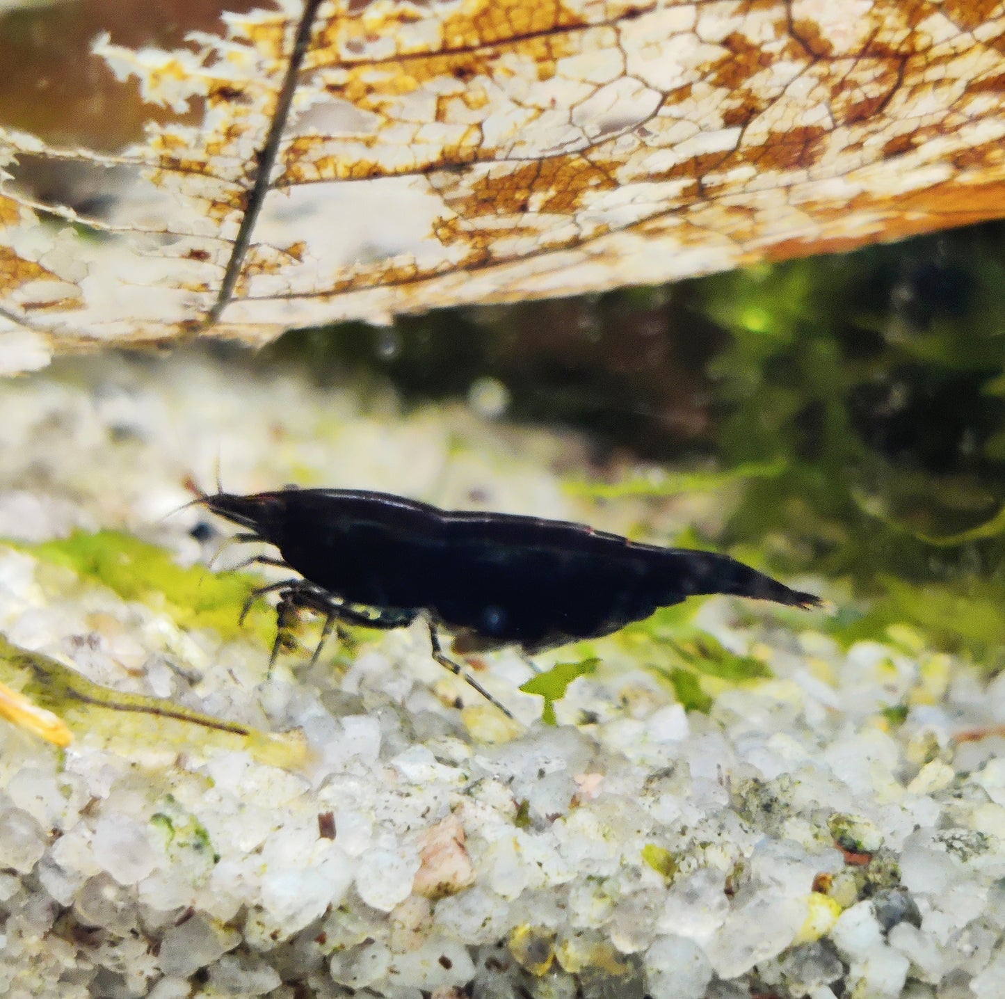 Tragende Black Rose/Schwarze Sakura Garnele - Neocaridina davidi