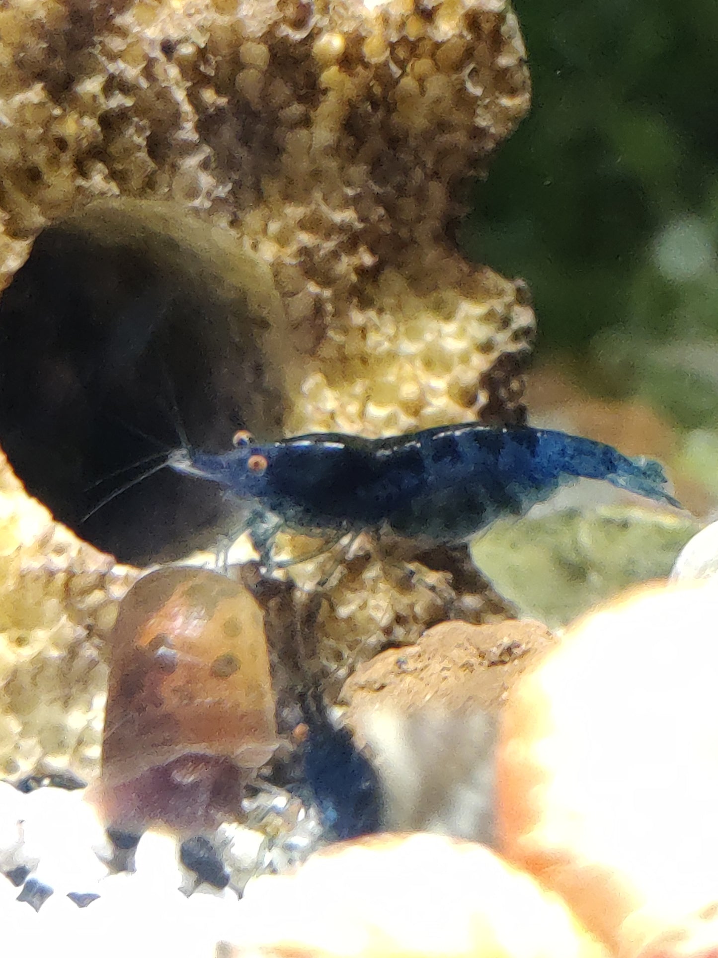 Tragende Blue Dream Orange Eyes (OE) Garnelen - Neocaridina