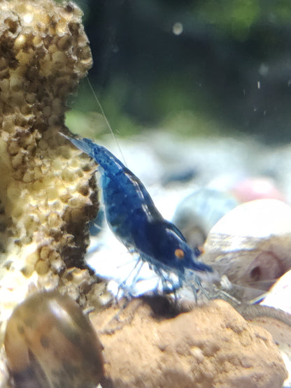 Tragende Blue Dream Orange Eyes (OE) Garnelen - Neocaridina