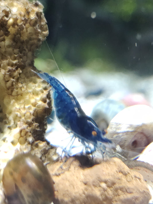 Tragende Blue Dream Orange Eyes (OE) Garnelen - Neocaridina