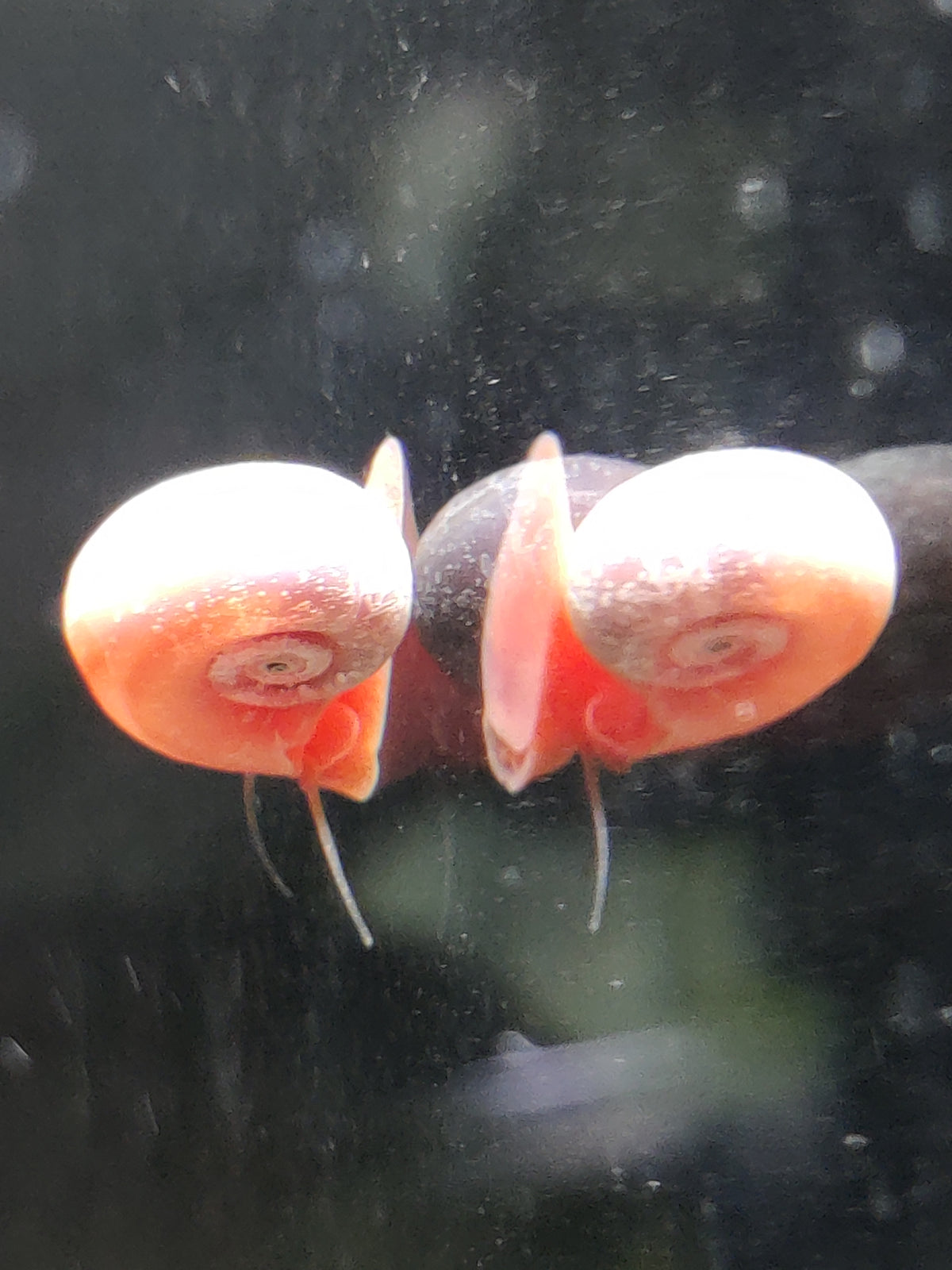 Rosa Pinke Posthornschnecke (Planorbella duryi)