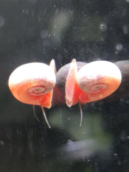 Rosa Pinke Posthornschnecke (Planorbella duryi)