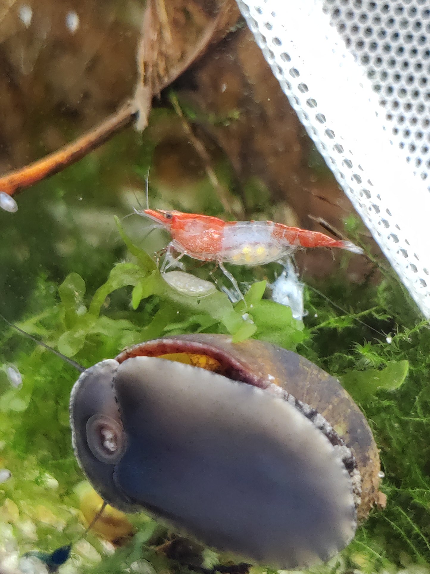 Tragende Red Rili Garnelen (Neocaridina davidi)