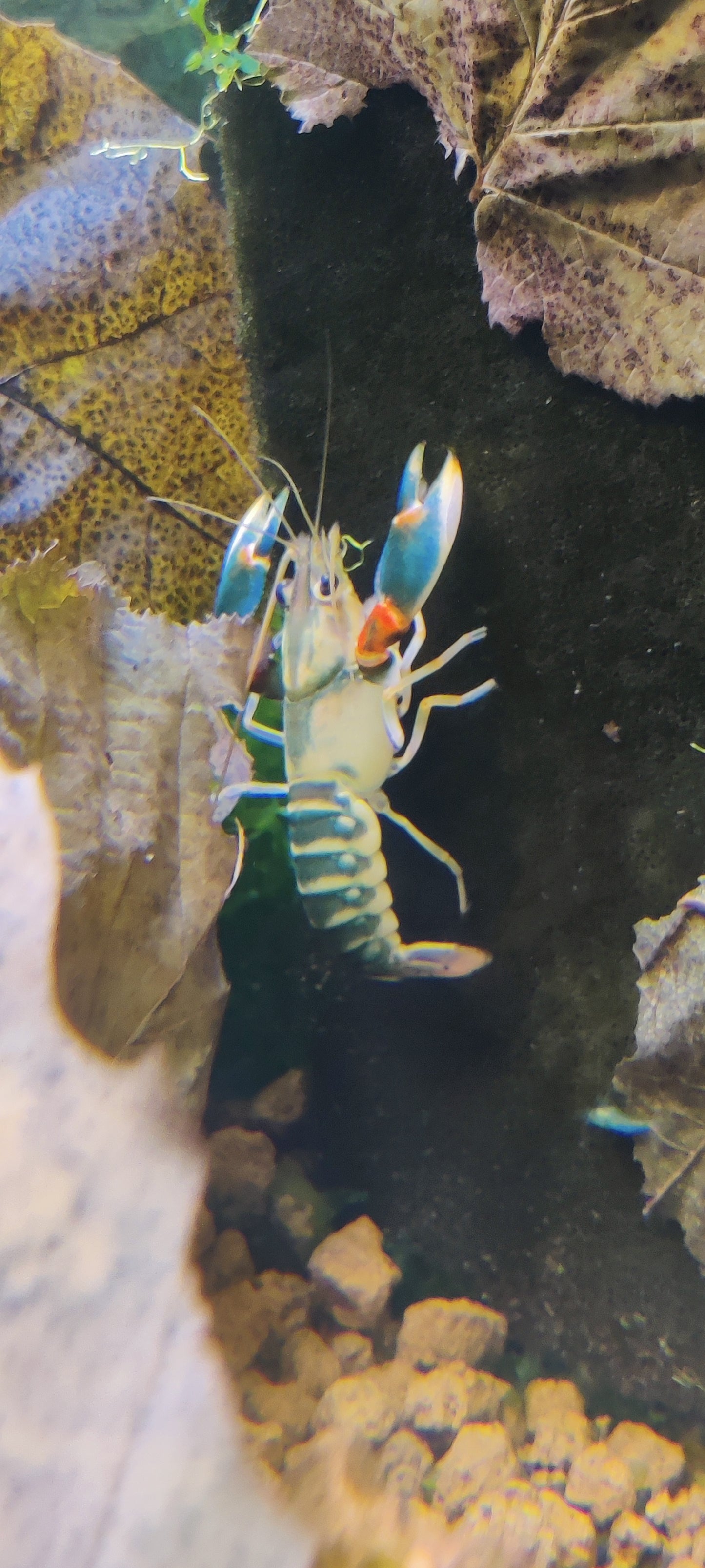 Flusskrebs Cherax Peacock - Cherax sp.
