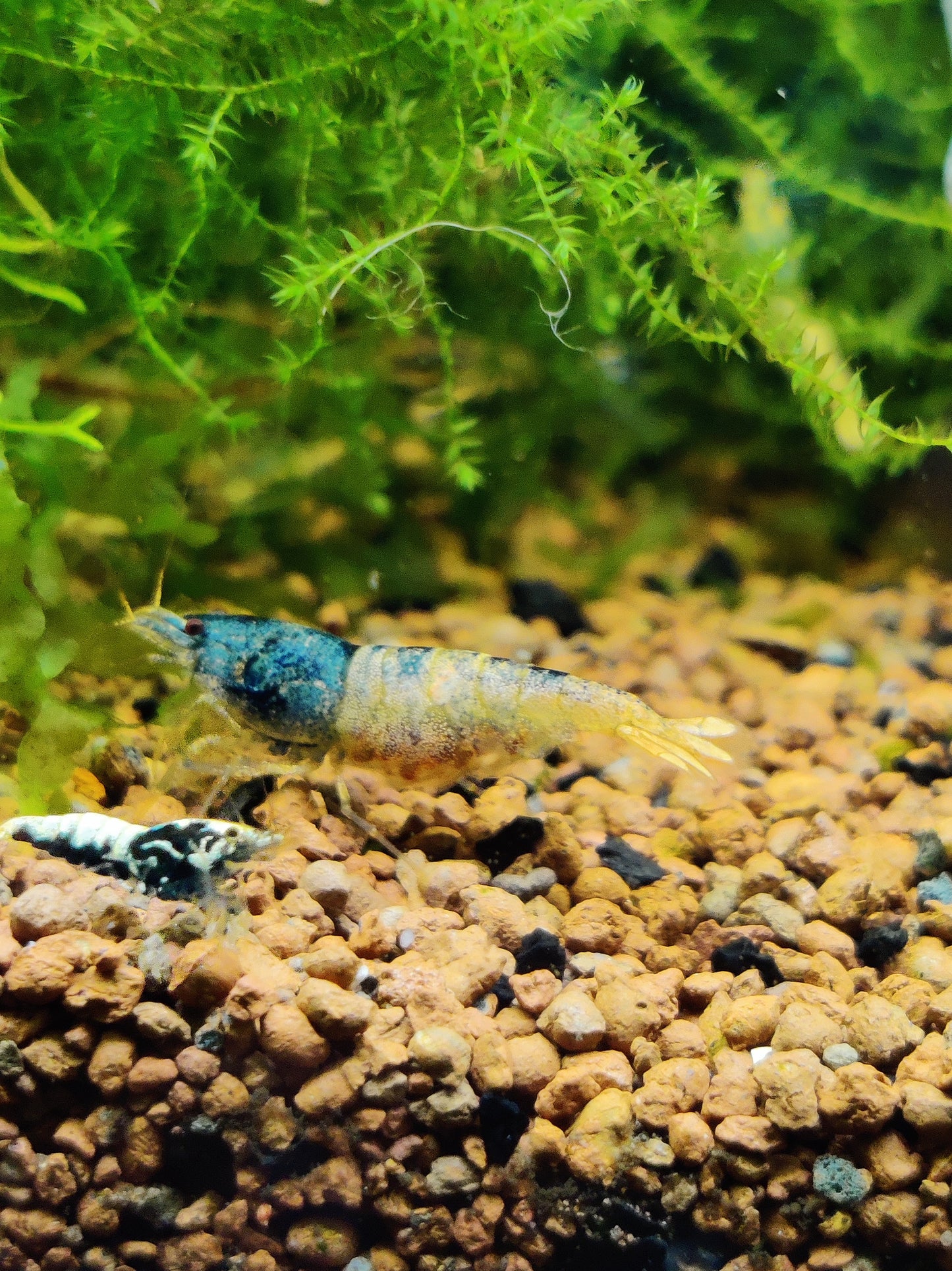 Tragende Steel Blue Garnelen - aus Skyfish Boa Stamm - Caridina