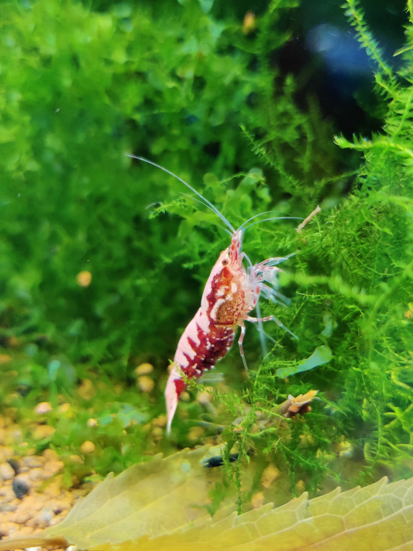 Red Boa Garnele kaufen – Caridina Hochzucht | Garnelenglück