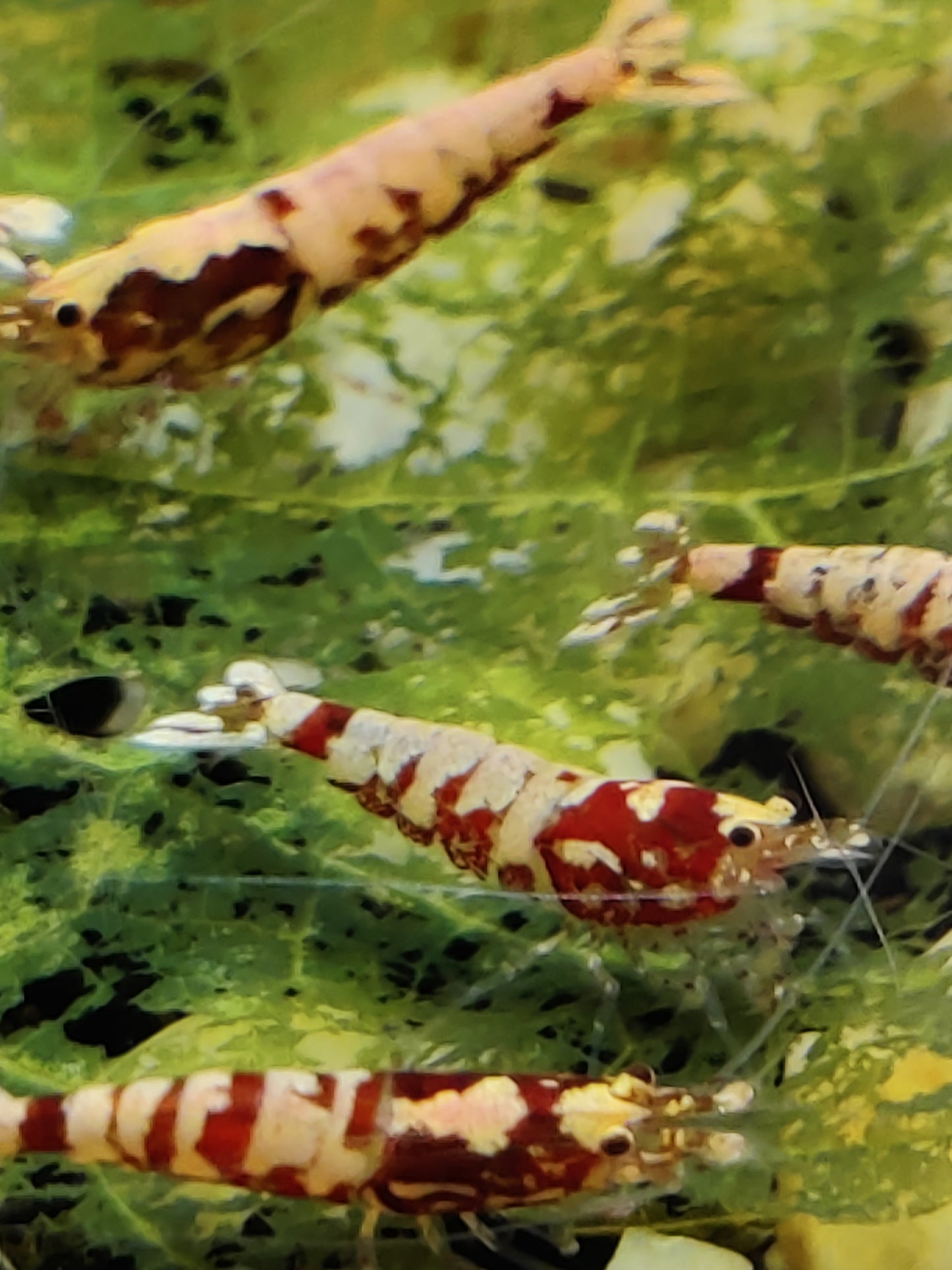 Red Pinto Galaxy Mix