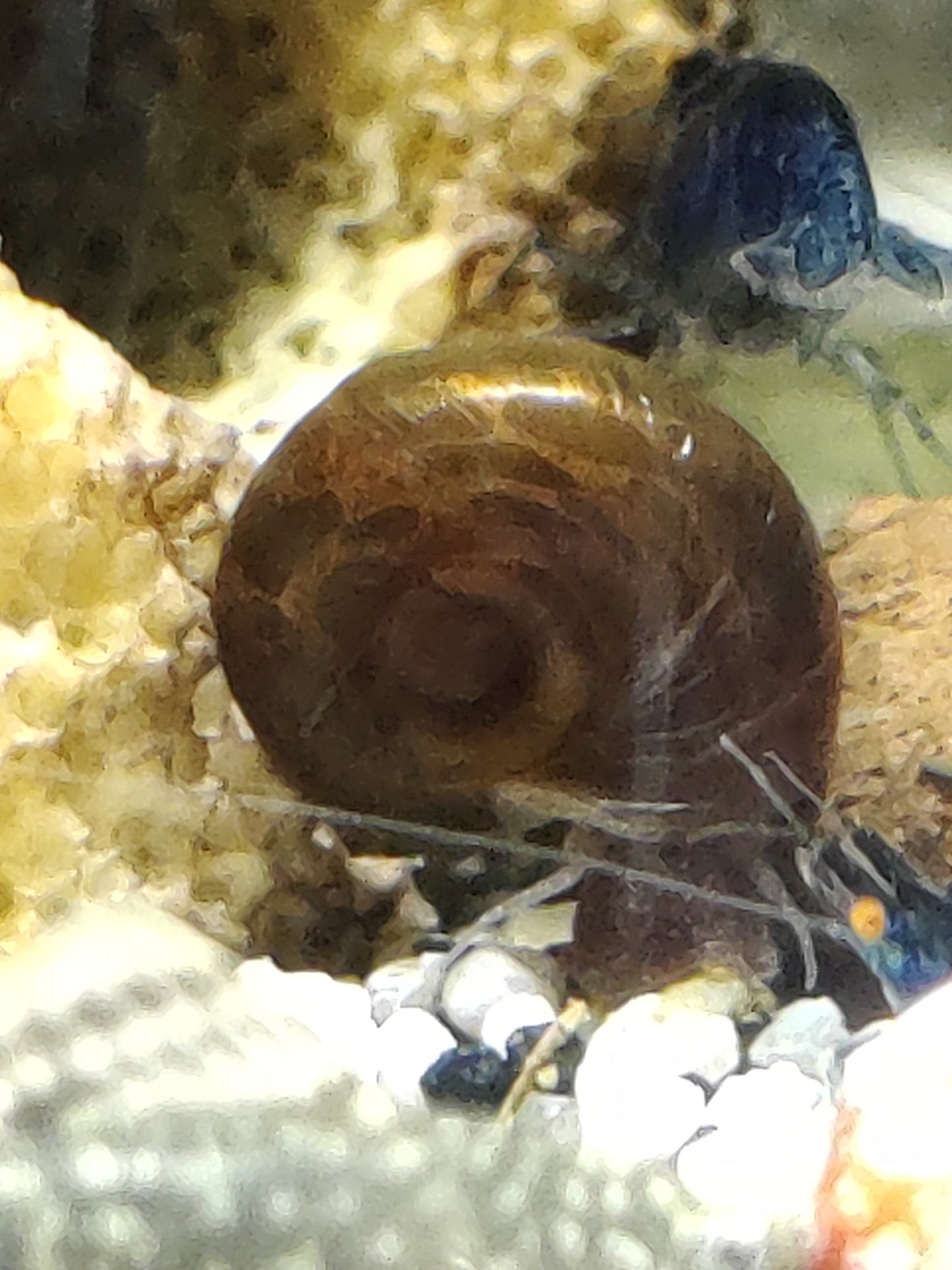 Braune Posthornschnecke (Planorbella duryi)