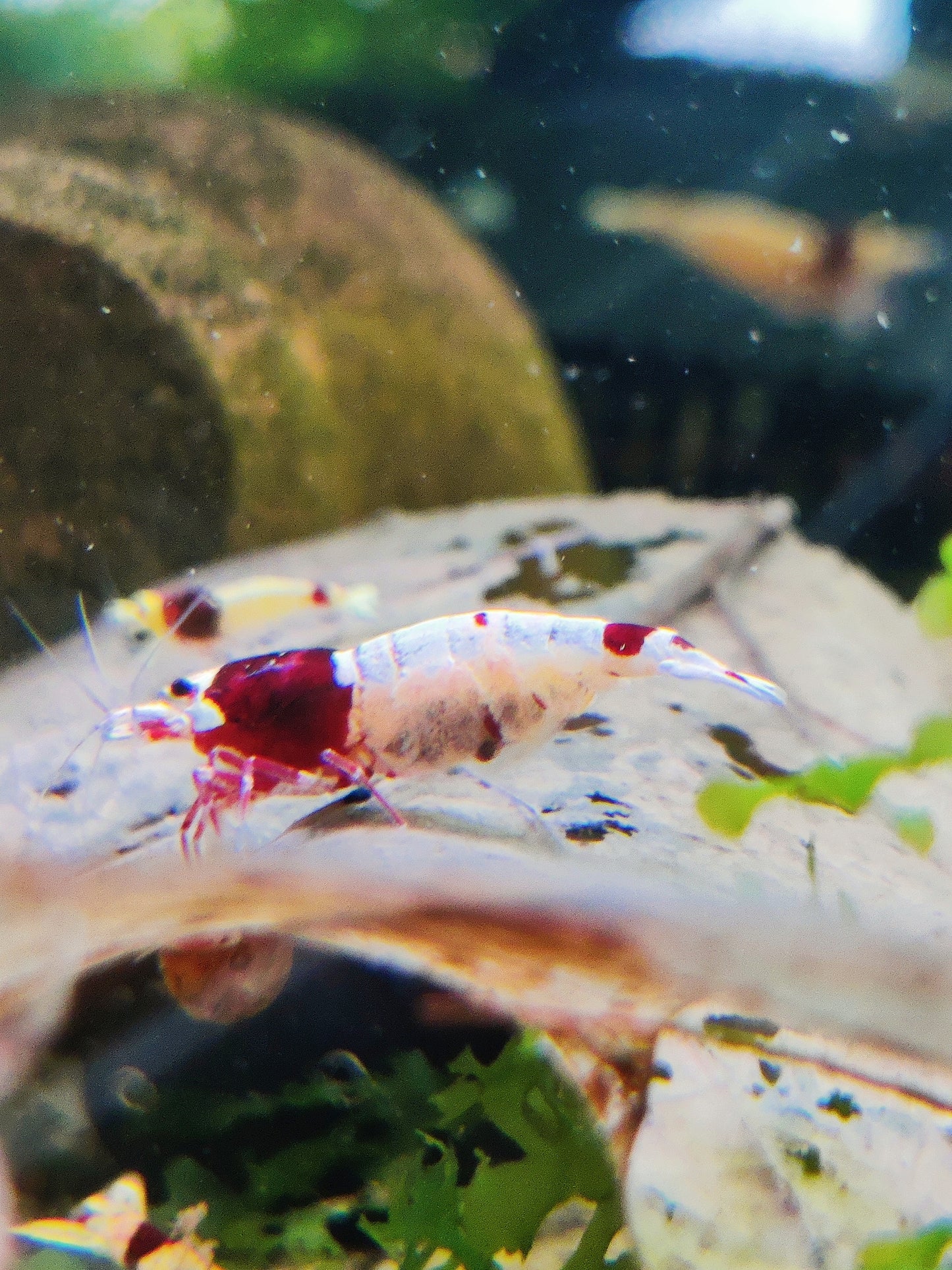 Tragende Red Shadow Mosura Garnele