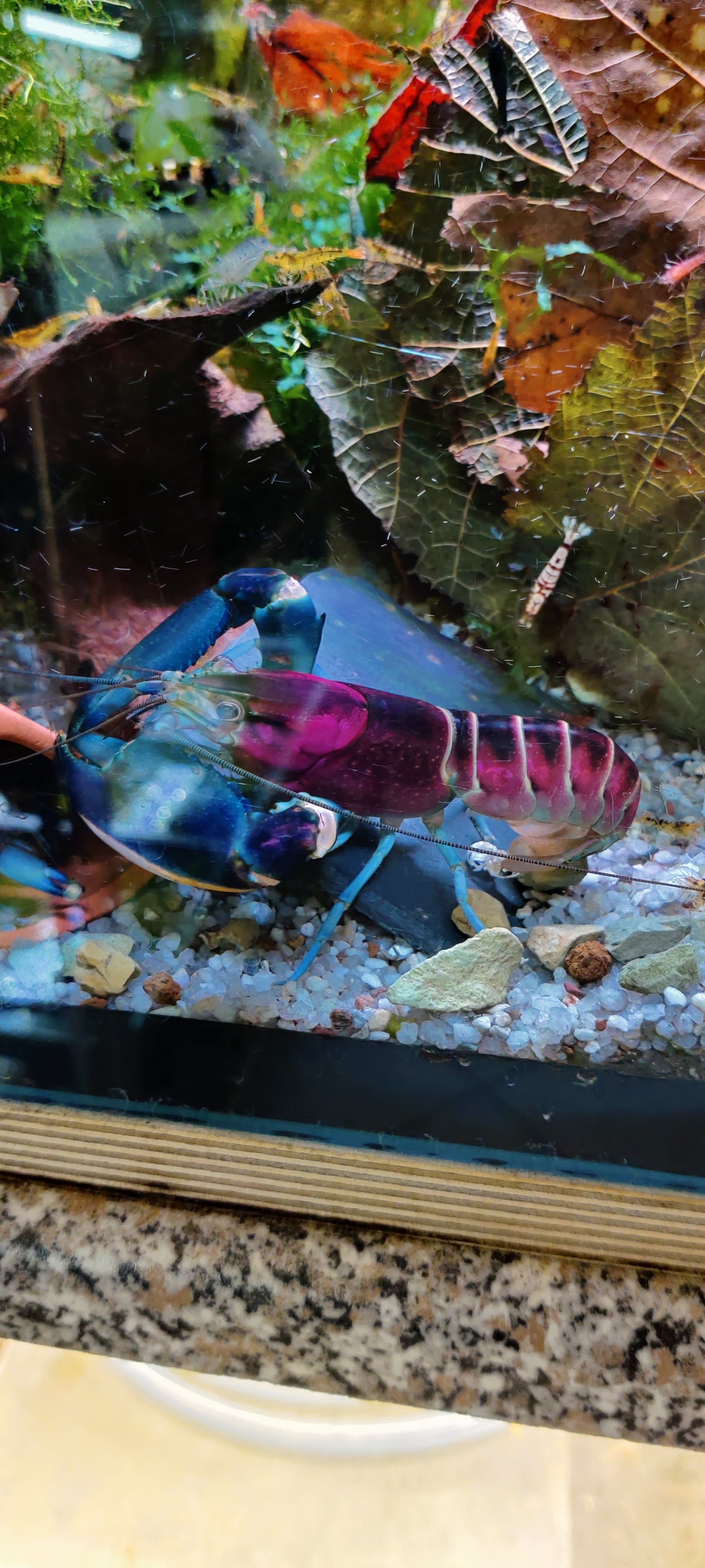 Blau/Rosa Krebs - Cherax Pulcher